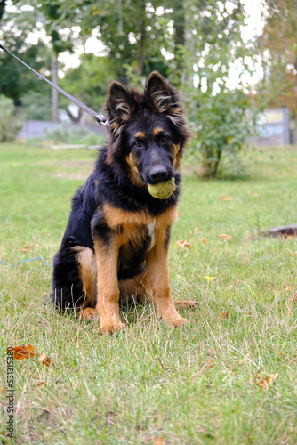 Young purebred shepherd dog in nature. a tennis ball in the teeth of a black fluffy puppy. Walking and raising a dog. Training on the street for an animal. © Neuro architect