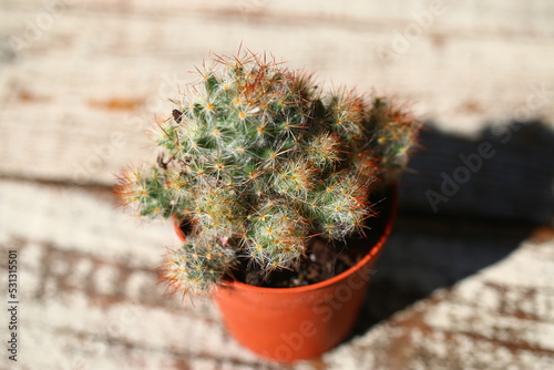 kaktus Mammillaria elongata photo