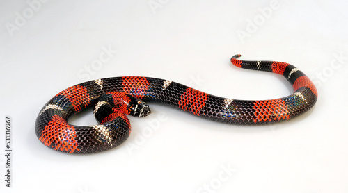 Ringed Hognose Snake // Gebänderte Hakennasennatter (Xenodon semicinctus, Lystrophis semicinctus) - male / Männchen