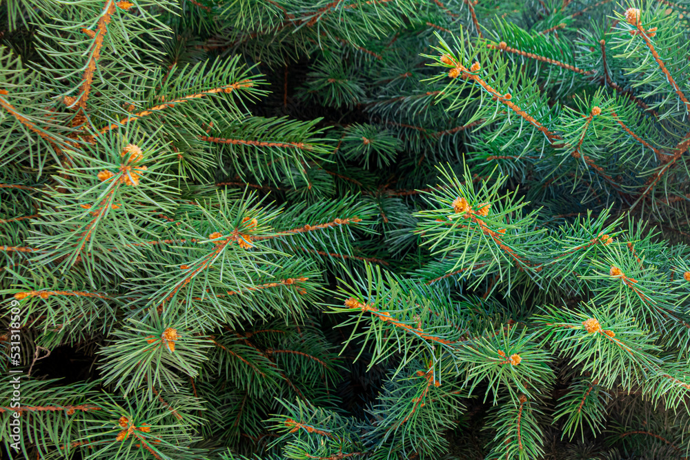 Branches with green, fluffy spruce needles