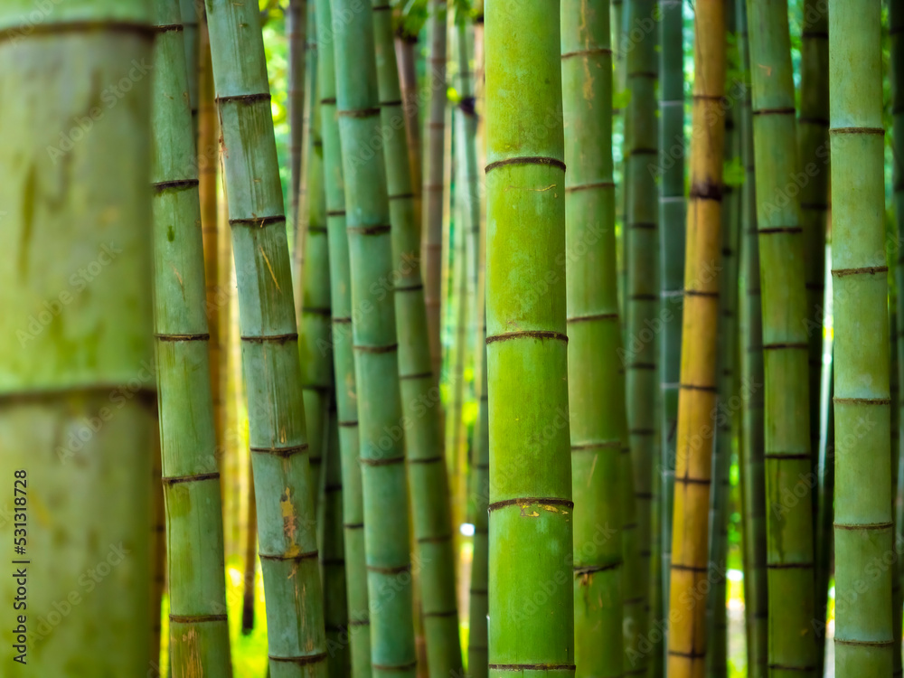 Bamboo forest background