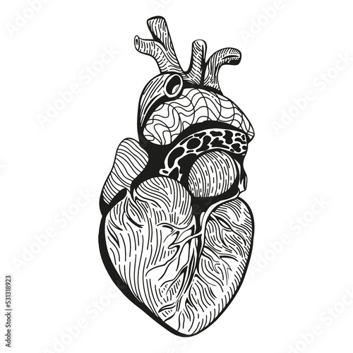 Hand Drawn Sketch of Human Heart on a white. Engraved anatomical heart flash tattoo or print.
