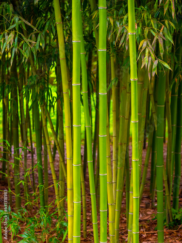Bamboo forest in the morning