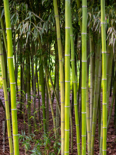 Bamboo forest in the morning