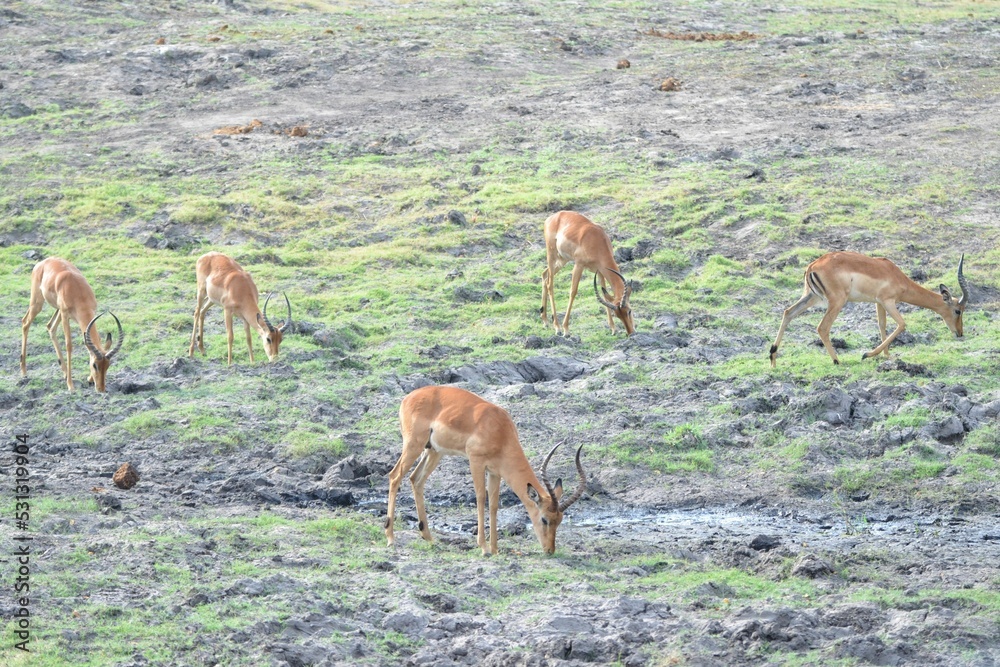Herd of browsing impala, chobe national park Herd of browsing impala, chobe national park