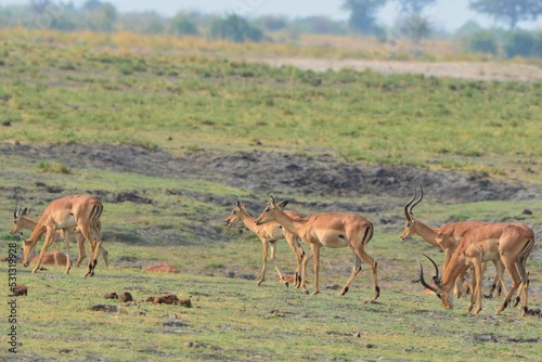 Fototapeta Naklejka Na Ścianę i Meble -  Herd of browsing impala, chobe national park
