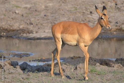 Portrait of a female impala, Chobe national park