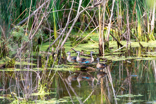 Young Wood Ducks On The River In Late August