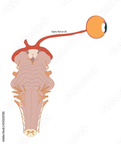 Optic nerve illustration. Connection of eye to brainstrem with nerve number II. Ventral view of brainstrem.  photo