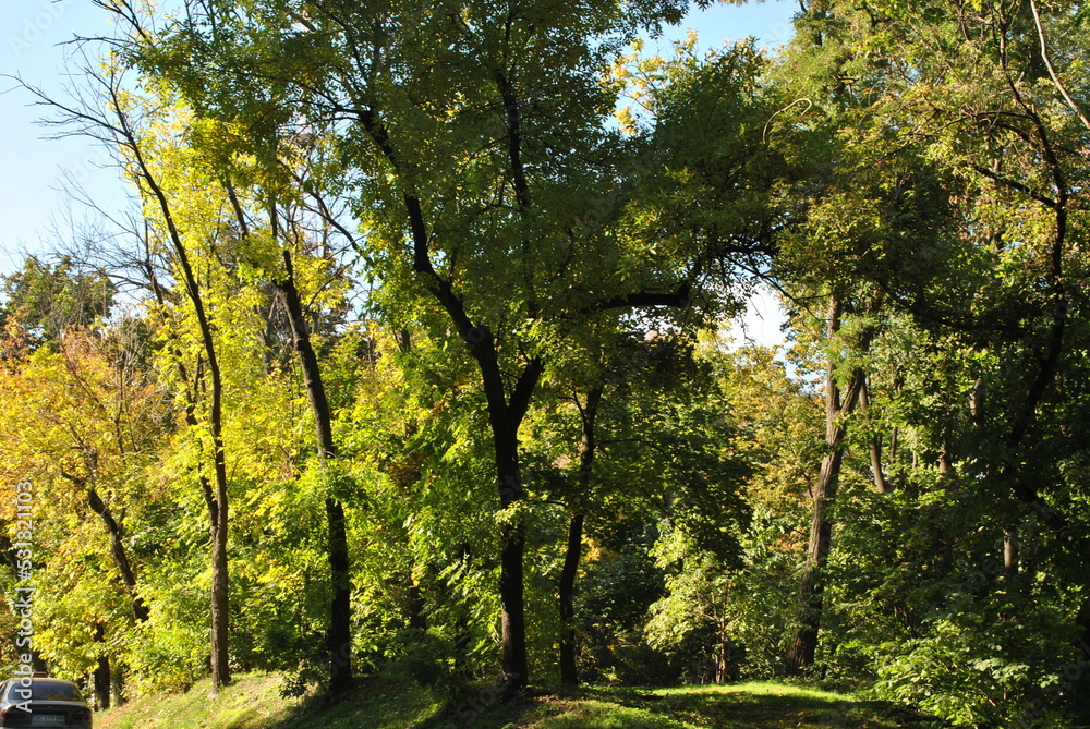 Obraz premium sun shining through trees