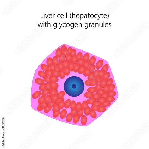 Liver cell (hepatocyte) with glycogen granules. photo
