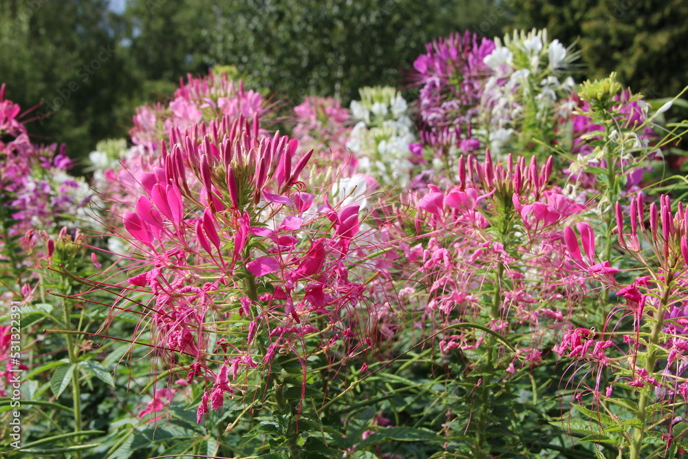 Obraz premium cleome red flowers. Garden plants. Pink and white flowers of cleome blooming.
