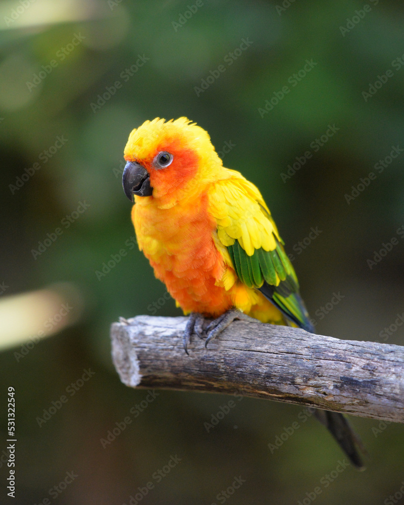 Obraz premium yellow parrot. Aratinga solstitialis. sun parrot