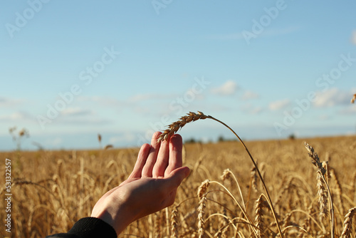 Young man hand and wheat on a blue sky background. Pavel, my right hand and wheat. Photo was taken 3 September 2022 year, MSK time in Russia. photo