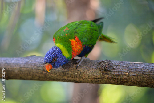 Lorius chlorocercus. Blue and green parrot photo