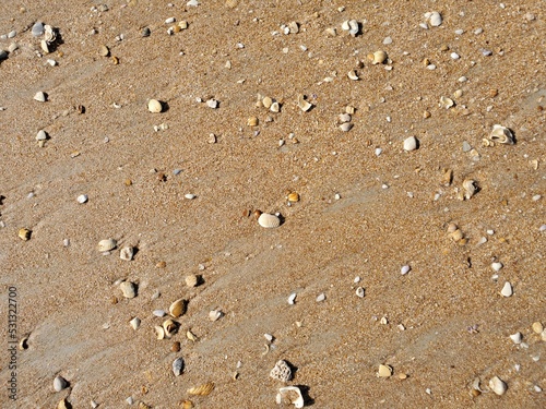 Sea Shells on Sandy Beach Texture on a coastline in Florida. Usable in 3d environments or world as ground texture.