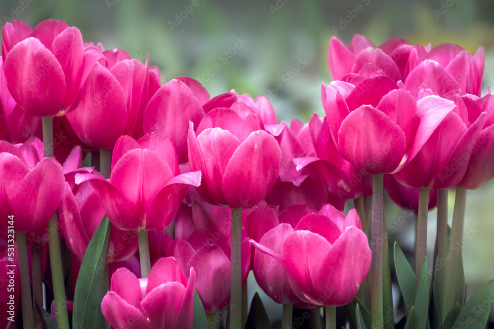 beautiflu pinck tulips beautiflu pinck tulips
