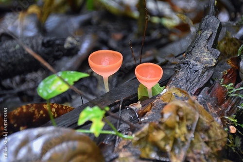 Pink Champagne mushrooms, Cookeina speciosa, Pink Red burn cup mushroom, mycelium, in tropical forest of Costa Rica 2022. Central America.