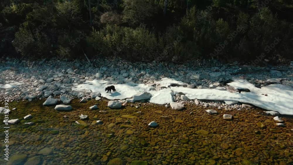 aerial view of young bear runnig along the ice-covered lake shore in summer aerial view of young bear runnig along the ice-covered lake shore in summer
