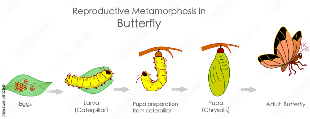 Butterfly Reproductive Metamorphosis Insects Reproduction Growth Butterfly Reproductive Metamorphosis Insects Reproduction Growth