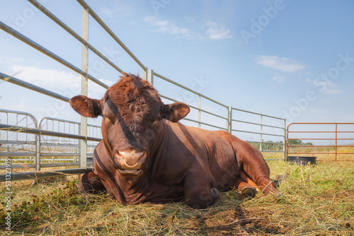 Lincoln Red Shorthorn Bull