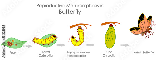 Butterfly reproductive metamorphosis. Insects reproduction. Growth development stages. Egg, embryo, larva, caterpillar, pupa, chrysalis metamorphosis adult steps. Infographic illustration Vector