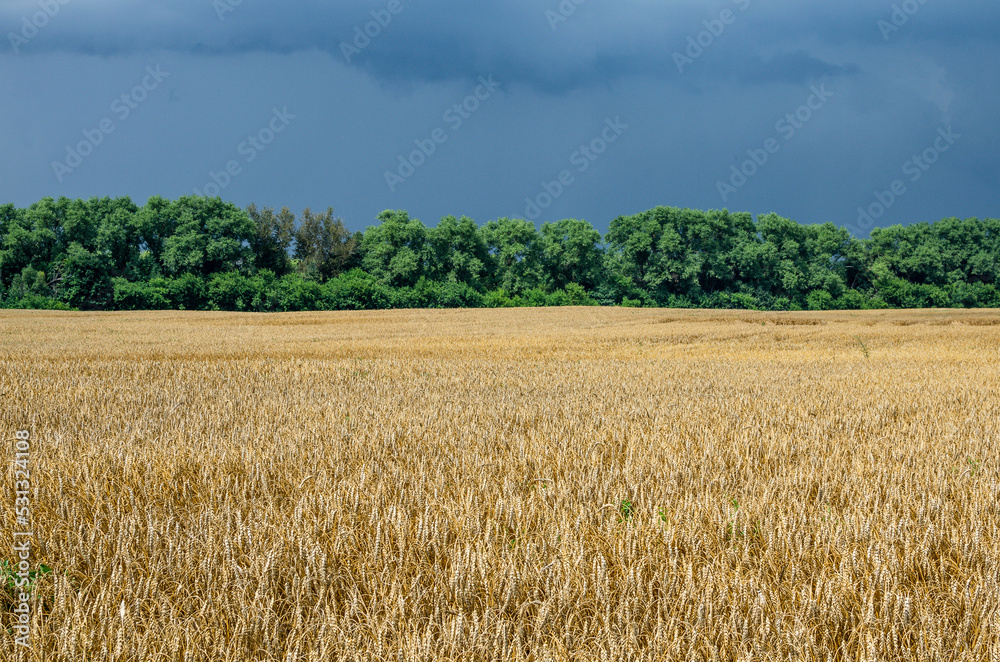Storm is coming. Ripe field of wheat in the countryside before heavy rain.
