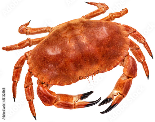 Cooked crab isolated, top view photo
