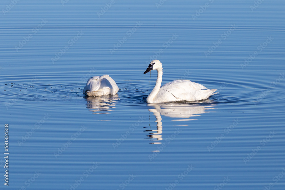 Selective focus side view of adult Eastern whistling swan with vegetation in its beak while partner is diving to feed in pond during their migration down south, Cacouna, Quebec, Canada Selective focus side view of adult Eastern whistling swan with vegetation in its beak while partner is diving to feed in pond during their migration down south, Cacouna, Quebec, Canada