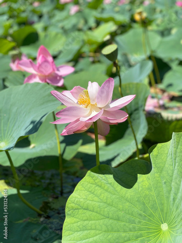 Komarov s lotus flower. Primorsky Krai  Ussuriysky district  Dubovy Klyuch village  Lotus Lake