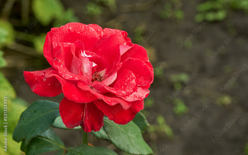 Bud of red rose growing in backyard garden.