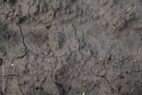 Fertile black earth, black earth. Soil for growing plants.