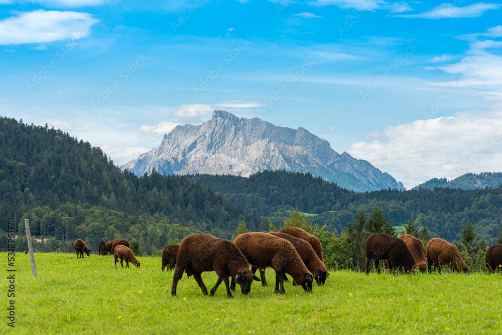 Flock of sheep grazing on the mountain pasture in the pilgrim village Ettenberg in the district of Berchtesgaden county. In the background the mighty Hochkalter massif with its highest peak of 2607m