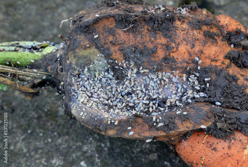 Small parasitic insects on spoiled carrots.