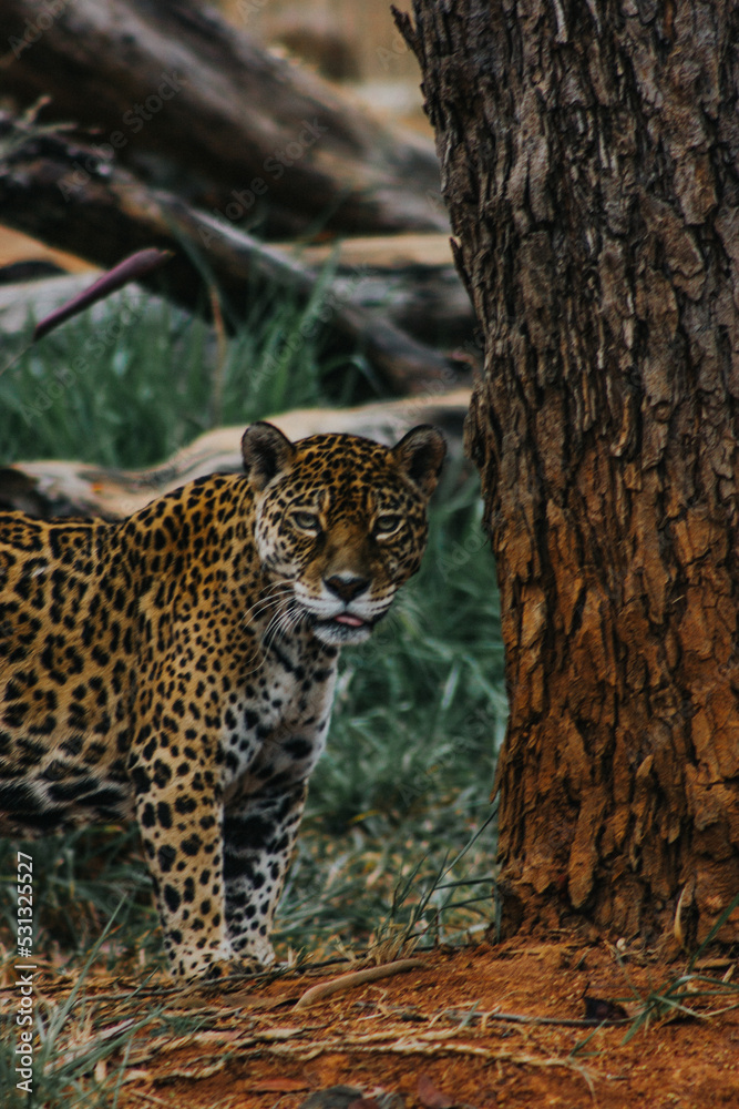 Naklejka premium Jaguar