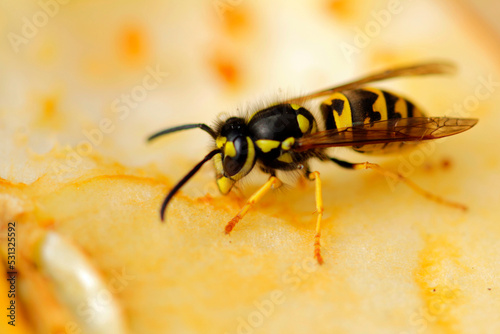 macro of a wasp on apple © TwilightArtPictures