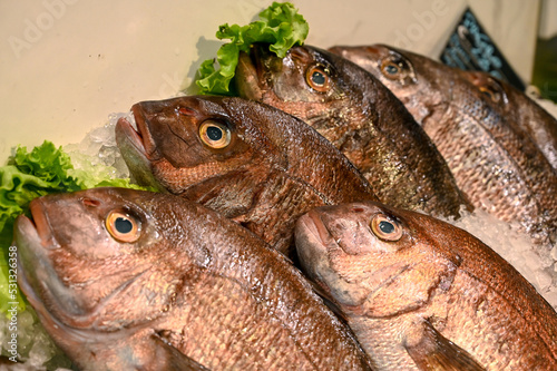 Fresh fish for sale in market. Common dentex on ice in fish market. 