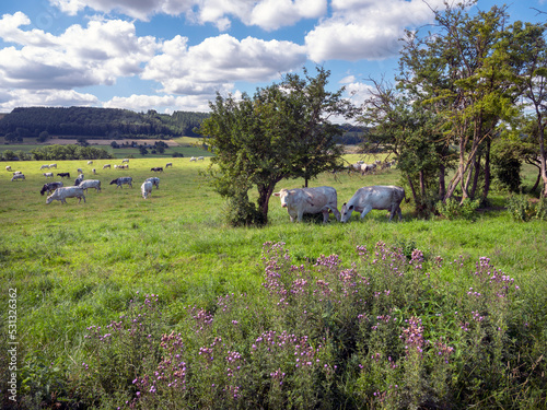 cows graze near thistles in green grassy summer landscape near Han sur Lesse and Rochefort in belgian ardennes area