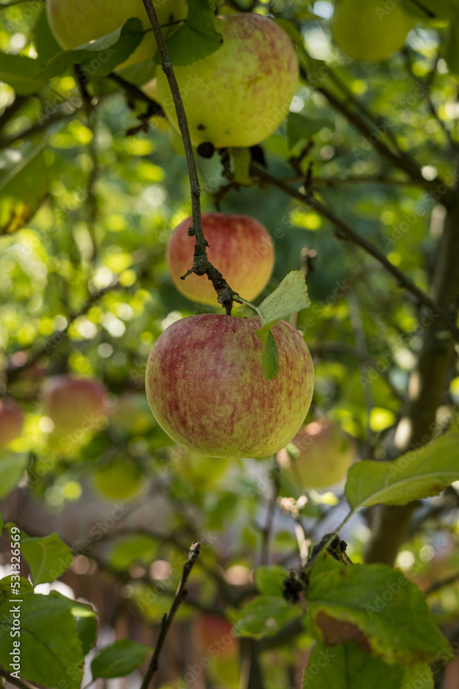 Apples growing in eco-friendly garden. Apples growing in eco-friendly garden.