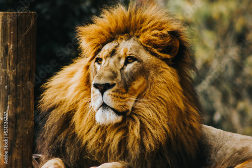 Fototapeta Naklejka Na Ścianę i Meble -  Lion