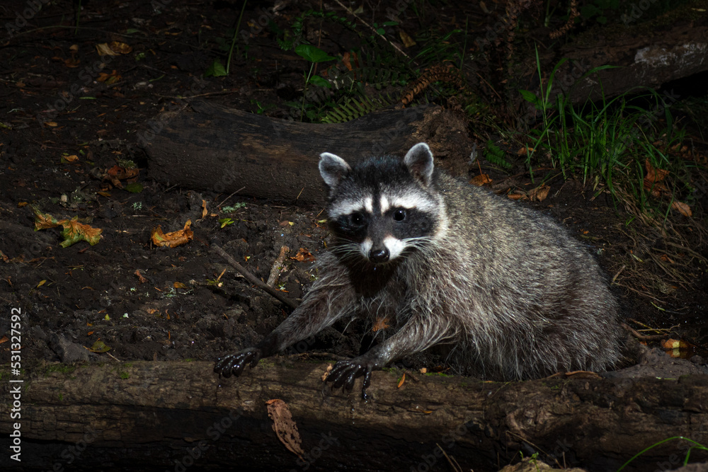 Obraz premium Raccoon Foraging
