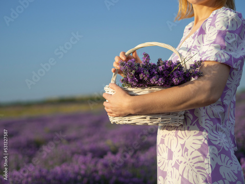 Woman holding a wicker basket with lavender flowers standing on the lavender field.