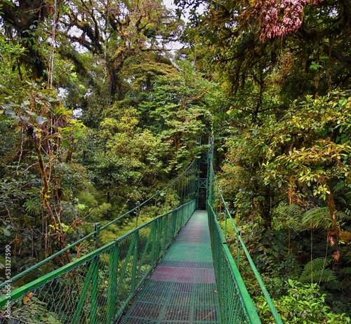 Monteverde Cloud Forest Reserve, hanging, suspended bridge,  treetop canopy views, Costa Rica, Cordillera de Tilarán within the Puntarenas and Alajuela provinces. Central America.