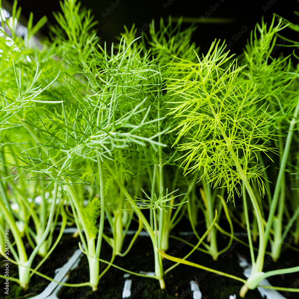 Fototapeta premium close up of dill