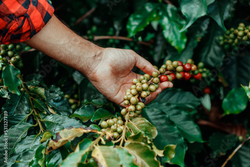 Male Farmer Holding Coffee Ripe With Red and Green Beans