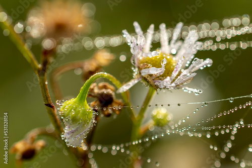 rosa pajęczyna i kwiatki z białymi płatkami