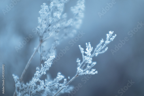 Plant in the first frost © vagrantmist