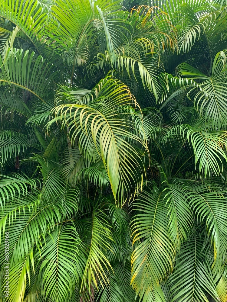 Tropical vibes Tropical vibes
