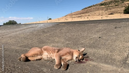 Dead caracal lies next to busy road on windy day, a victim of roadkill photo