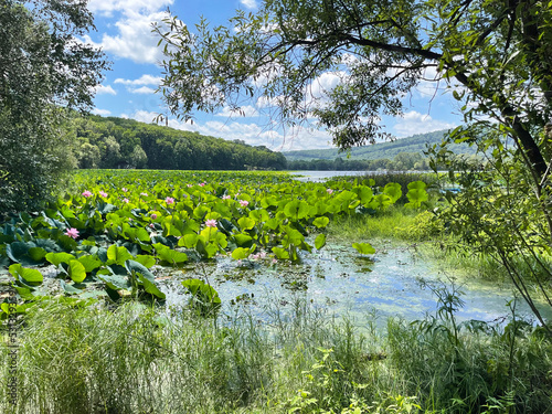 Primorsky Krai, Ussuriysky district, Dubovy Klyuch village, Lotus Lake in August photo